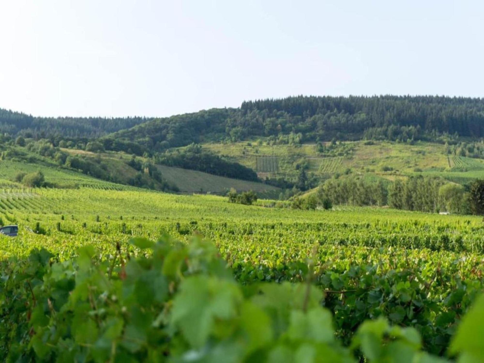 Sch Ne Wohnung In Der Moselregion Kinheim Bagian luar foto